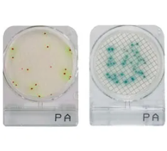 CompactDry™ PA for Pseudomonas aeruginosa
